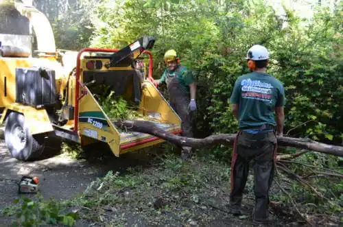 tree services Orland